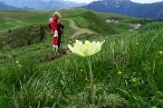 22 Pulsatilla alpina sulfurea